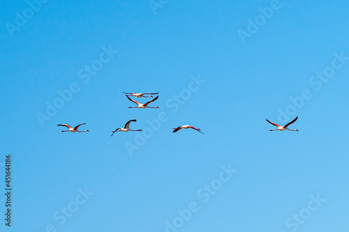 Flamingos flying at the end of the day with blue sky