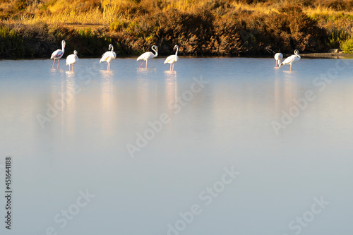 Flamingos flying at the end of the day with blue sky