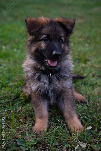 german shepherd dog