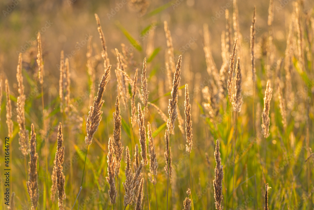 Meadows at the golden hour, Belarus Meadows at the golden hour, Belarus