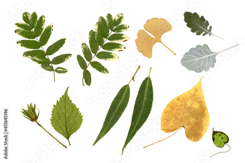 Pressed and dried leaves isolated on white background. For use in floral patterns, herbariums, scrapbooking.