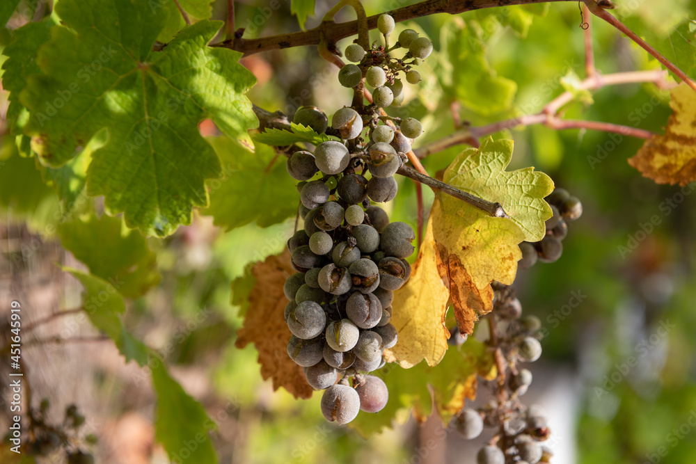 Grapes affected by disease growing on the vine.