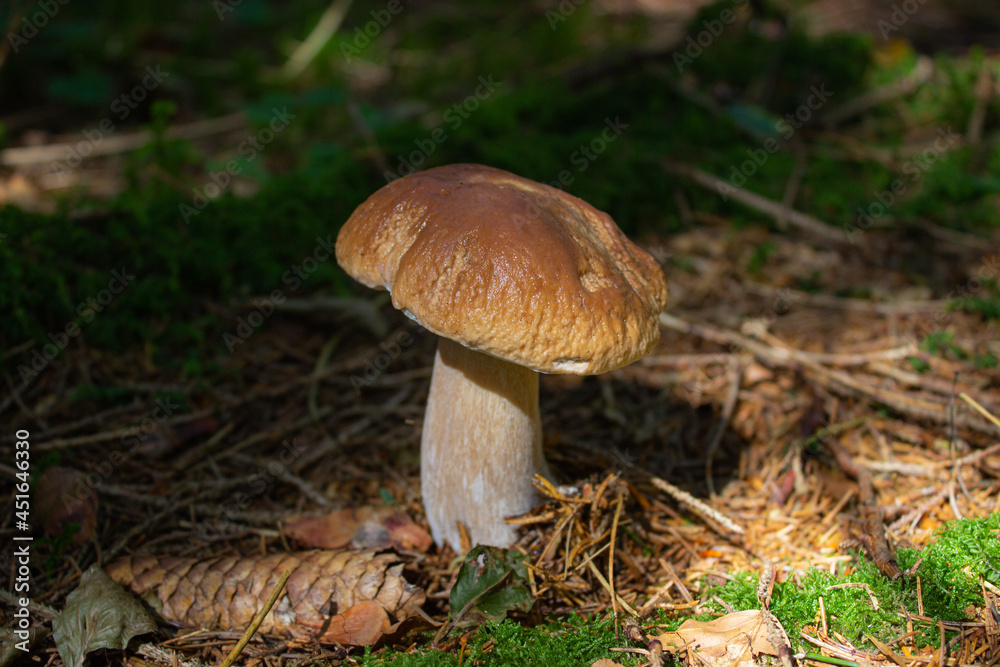 Boletus edulis mushroom in its natural environment. Porcini mushroom in the undergrowth photographed in the province of Treviso, Italy. Boletus edulis mushroom in its natural environment. Porcini mushroom in the undergrowth photographed in the province of Treviso, Italy.