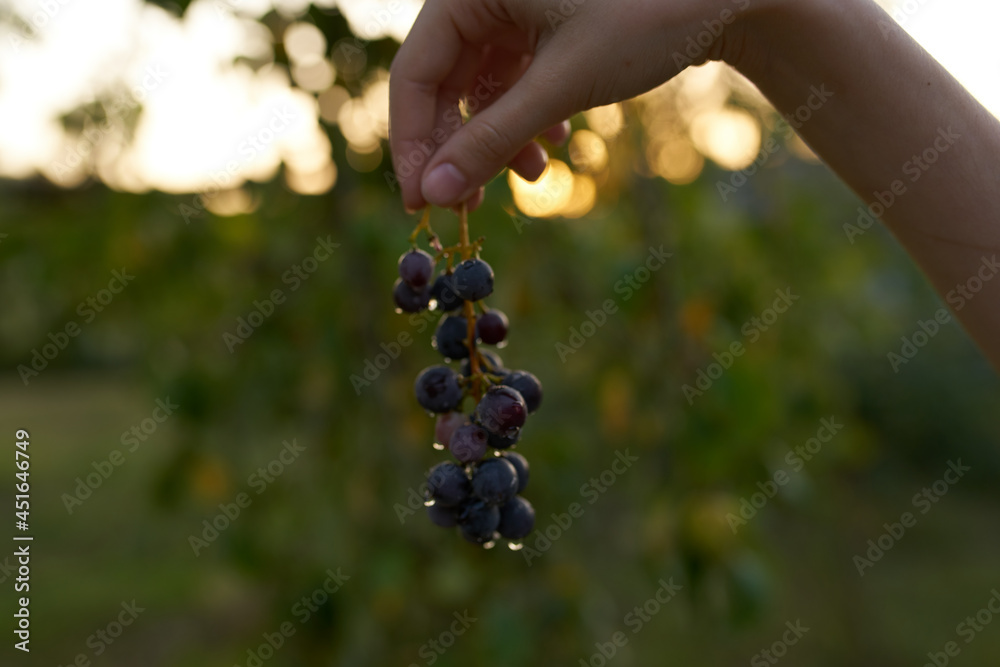 bunch of grapes nature relaxation vitamins