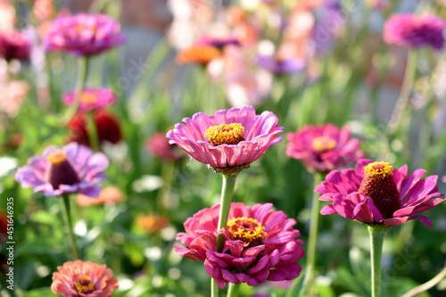 Colorful zinnia flowers close-up in the garden