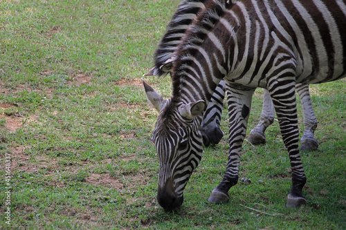 Zebras eating grass at the NC Zoo