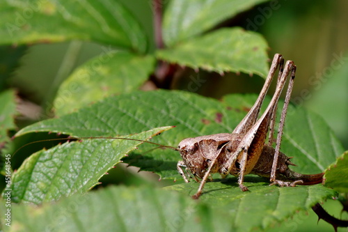 sauterelle decticelle cendrée Pholidoptera griseoaptera sur feuille verte
