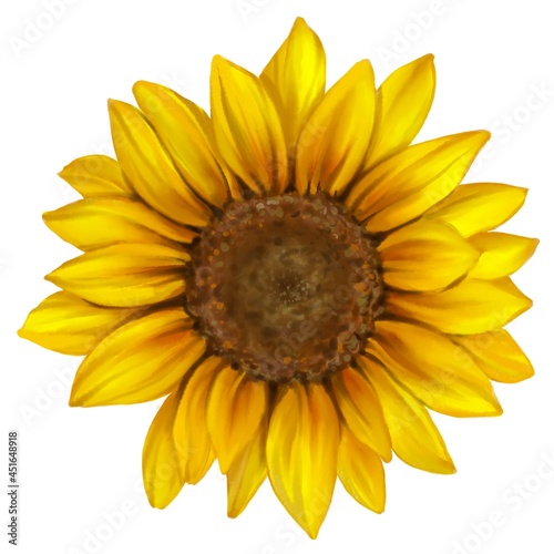 Fototapeta Naklejka Na Ścianę i Meble -  Sunflower flower.  Realistic watercolor color illustration of sunflower.  Isolated on white background.