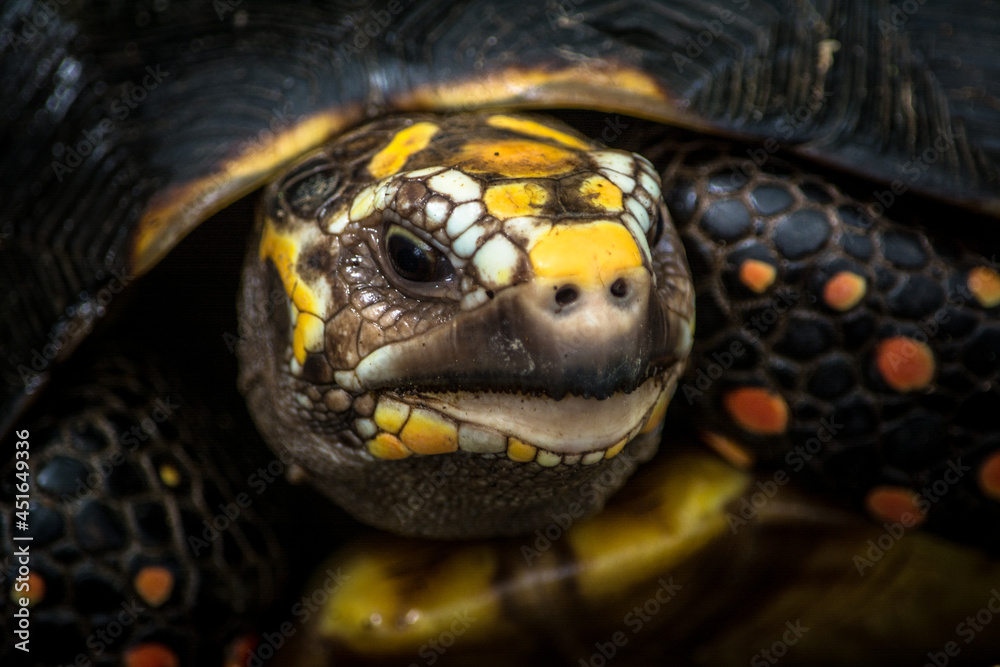 Closeup portrait of a south american Morrocoy turtle or tortoise Chelonoidis carbonaria with yellow, black and orange scales in the face, shell and legs Closeup portrait of a south american Morrocoy turtle or tortoise Chelonoidis carbonaria with yellow, black and orange scales in the face, shell and legs