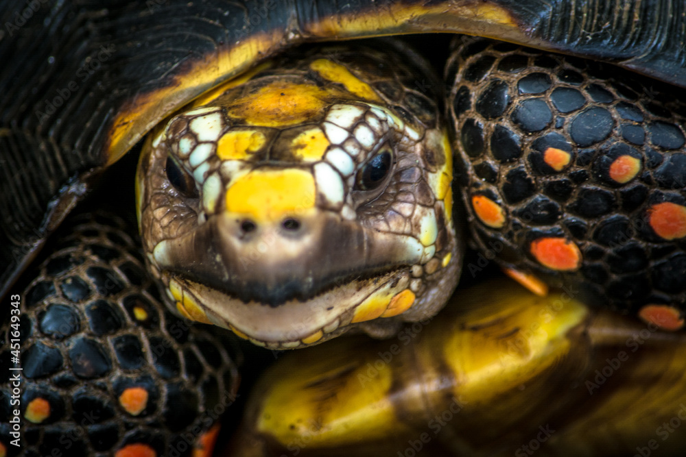 Closeup portrait of a south american Morrocoy turtle or tortoise Chelonoidis carbonaria with yellow, black and orange scales in the face, shell and legs 