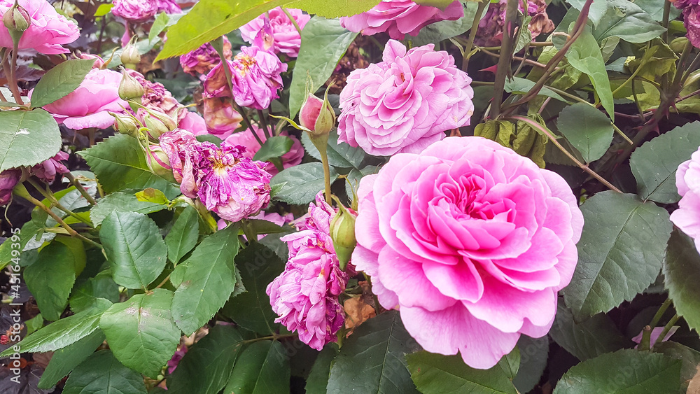 Pretty in pink , roses growing outdoors in country garden in rural England UK Pretty in pink , roses growing outdoors in country garden in rural England UK