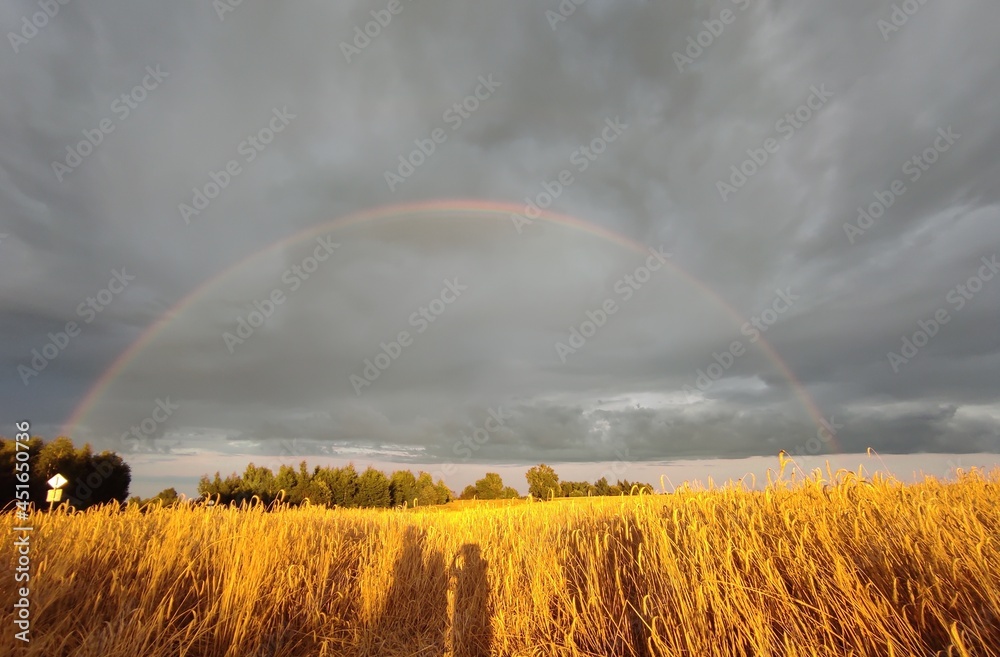 large field with spikelets and a rainbow at sunset large field with spikelets and a rainbow at sunset