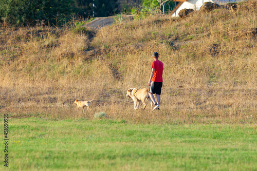 Fototapeta Naklejka Na Ścianę i Meble -  Man walking a dog in the morning in nature