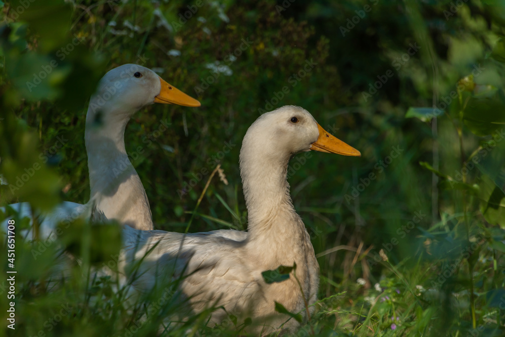 White pair of goose in green summer sunny grass