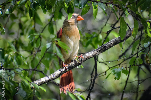 female Northern Cardinal.Cardinalis cardinalis in a tree