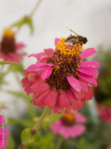 Abeja polinizando flor orsa