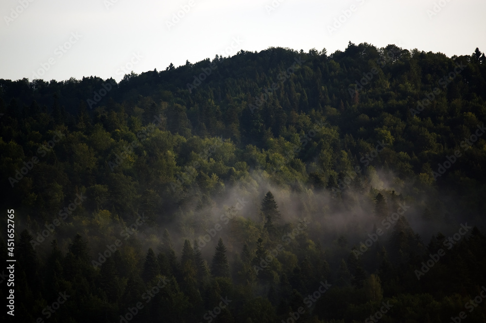 Krajobraz leśny wierzchołki drzew las we mgle panorama
Krajobraz leśny wierzchołki drzew las we mgle panorama