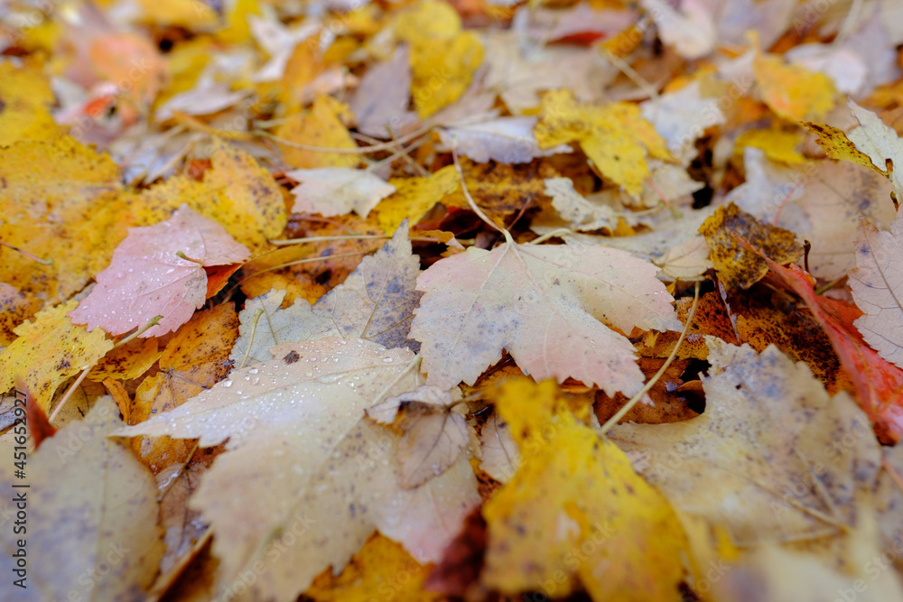 Fresh and colorful fallen autumn leaves laying on the ground Fresh and colorful fallen autumn leaves laying on the ground