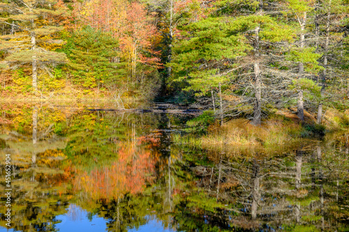 Beautiful autumn colored trees reflected in a small Maine Beaver pond