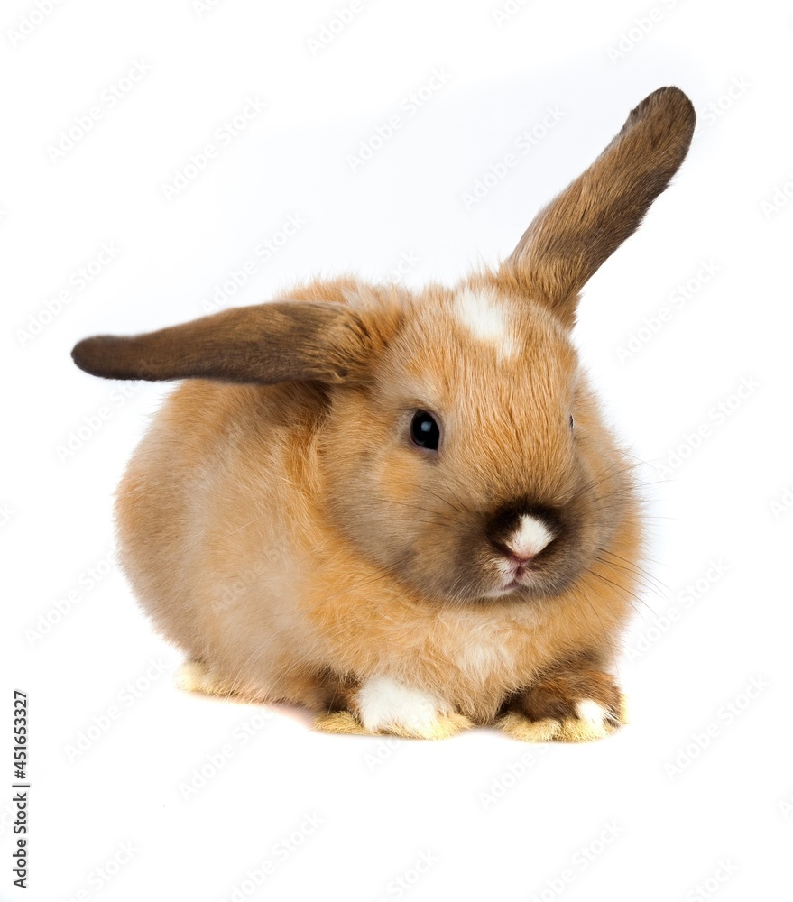 Lop Eared Rabbit with one ear up