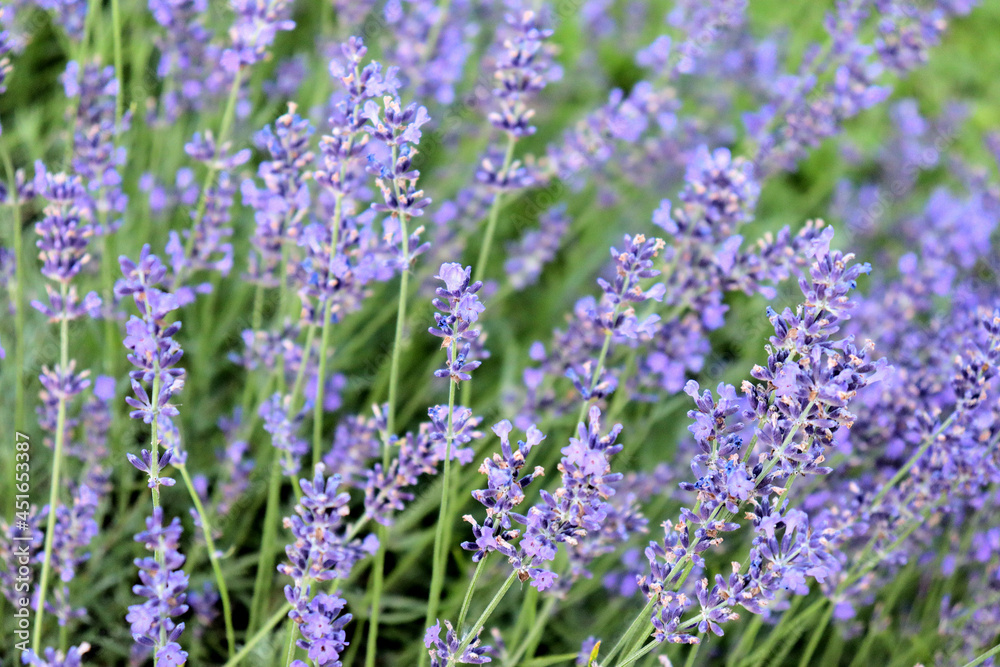 Obraz premium Spicy herbs grow in the garden