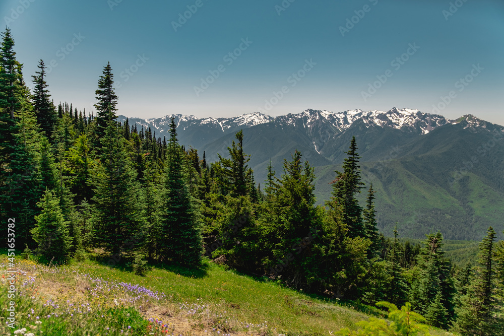 The Olympic mountains in summer, viewed from the Hurricane Hill trail in Olympic National Park