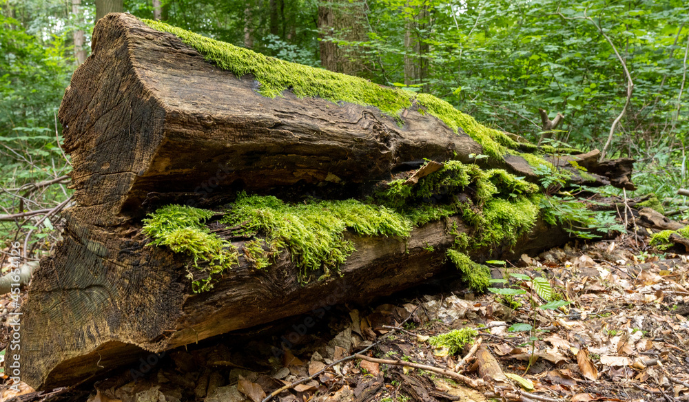 überwucherte und vermoderte Baumstümpfe und Hölzer am Waldboden