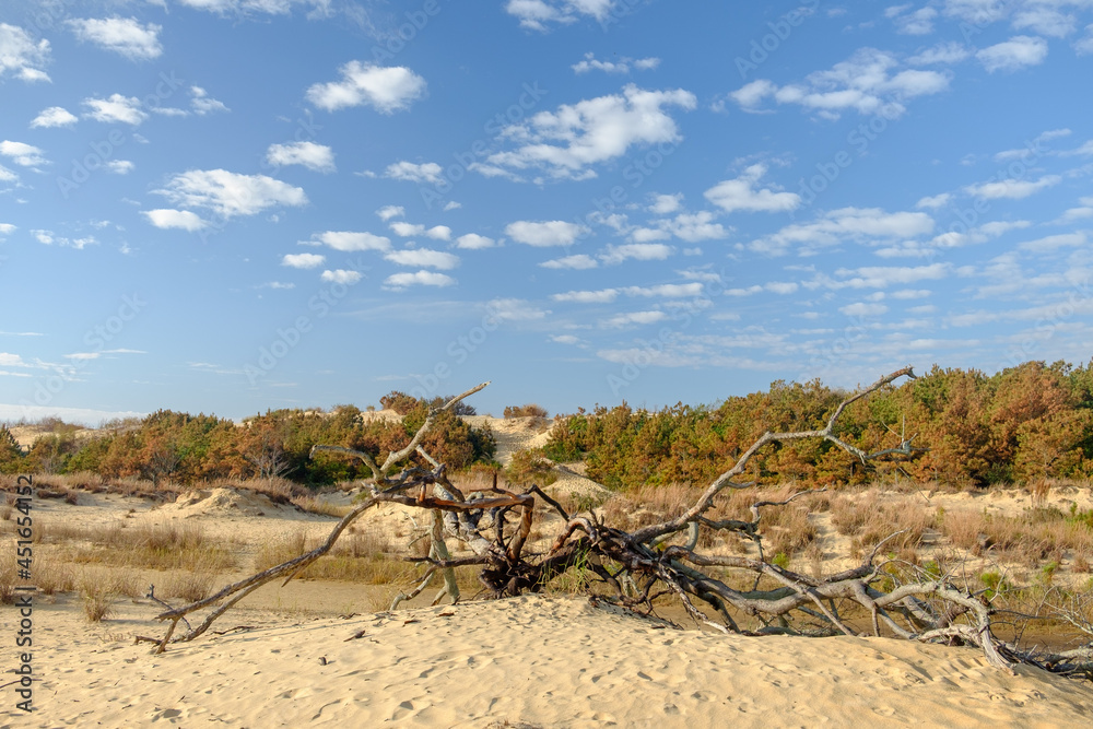 Scrub Brush and smaller trees growing on the sand dunes of Cape Hatteras North Carolina