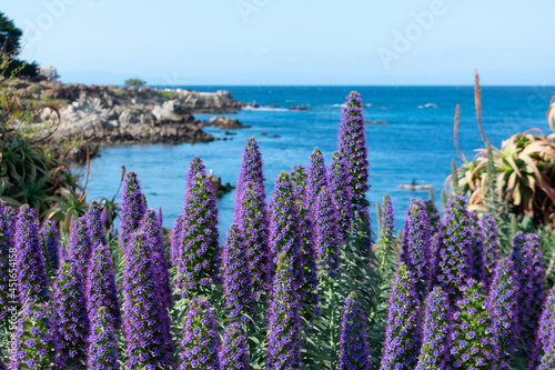 The wall of Pride of Madeira flowering drought tolerant plant in full bloom. Echium candicans. California invasive plant. Scenic view of rocky Monterey Bay coastline