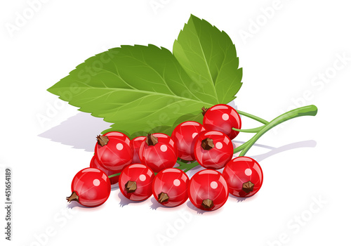 Red currant. Ripe delicious berry, Isolated on white background. Eps10 vector illustration.