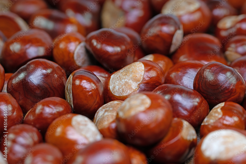 Früchte der Rosskastanie, Aesculus hippocastanum Früchte der Rosskastanie, Aesculus hippocastanum