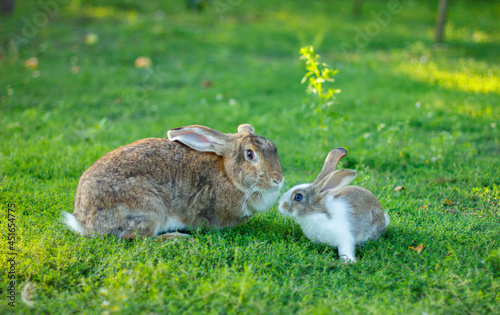Three rabbits on green grass. Mother rabbit and baby rabbits. A family of rabbits.