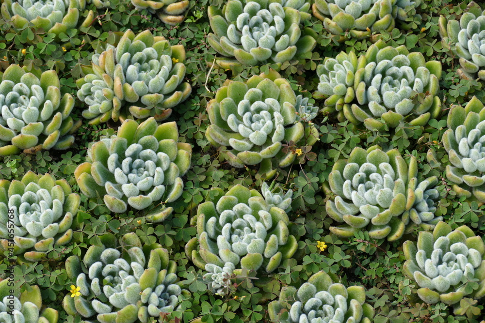 Crassulaceae Echeveria pulvinata, close-up of plush plant (Echeveria pulvinata), family Crassulaceae. Thick bodied exotic plant with leaves as rosette, native to Mexico. Crassulaceae Echeveria pulvinata, close-up of plush plant (Echeveria pulvinata), family Crassulaceae. Thick bodied exotic plant with leaves as rosette, native to Mexico.