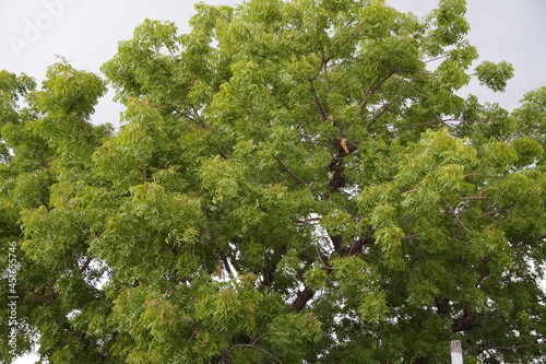 Принти на полотні Azadirachta indica - A large Neem tree
