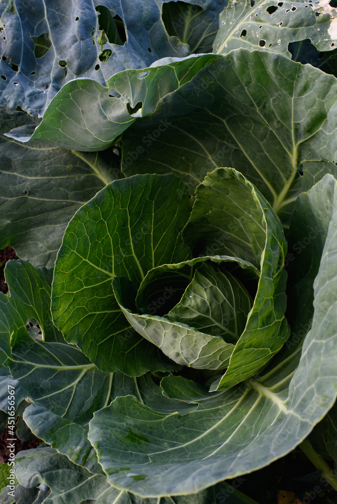 Close up of cabbage head Close up of cabbage head