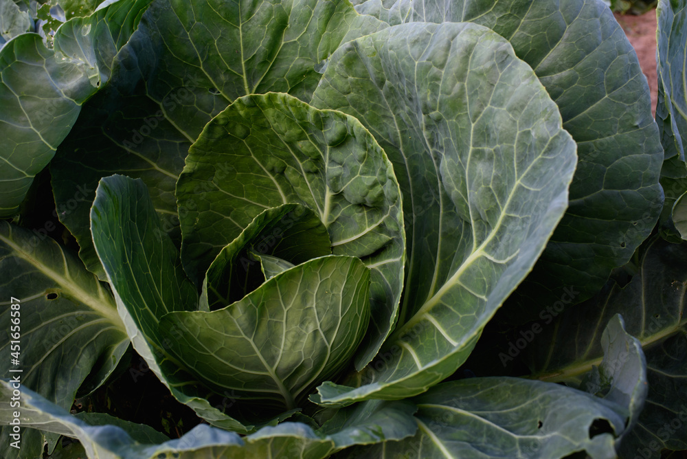 Close up of cabbage head Close up of cabbage head