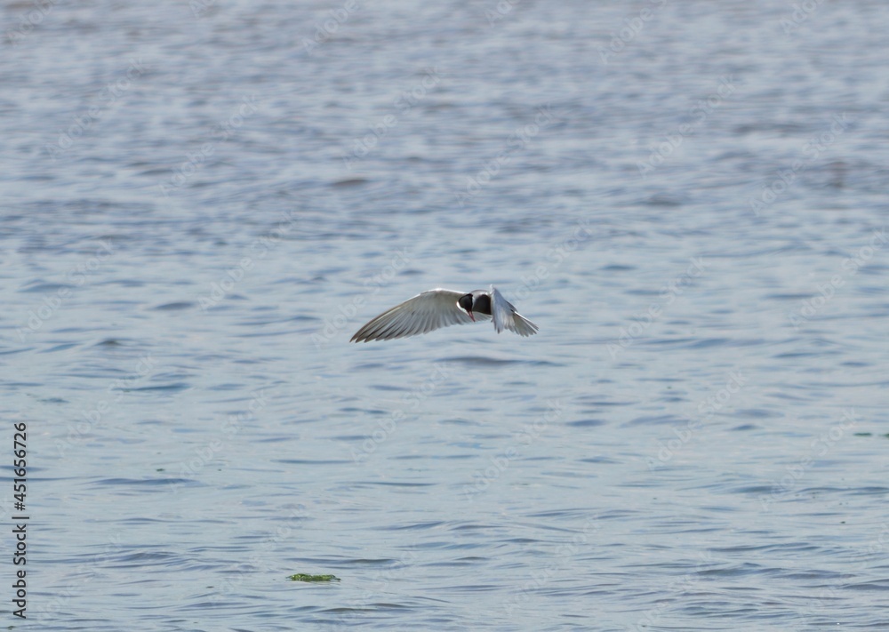 Weißbartseeschwalbe (Chlidonias hybridus)
