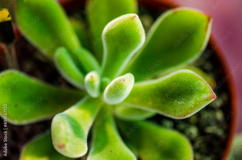 close up of an succulent plant close up of an succulent plant