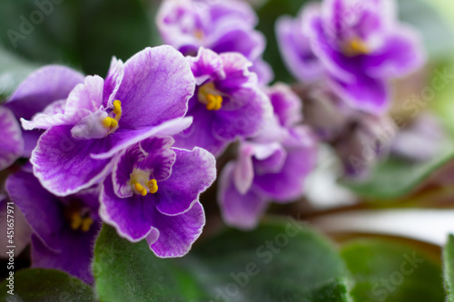 Macrophotography of blossoming african violet flower saintpaulia in lilac purple colors.