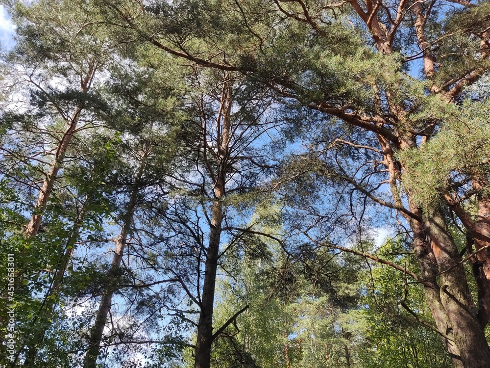 Fototapeta premium trees in the forest