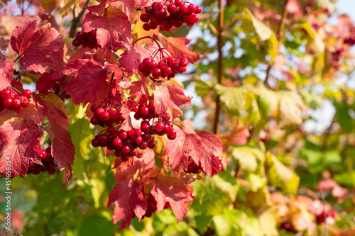 Red berries of viburnum on a bush in the garden. Branch of red Viburnum as seasonal berry. Viburnum berries at autumn time season.
