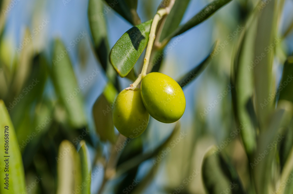 Fototapeta premium close up of green olives on branch