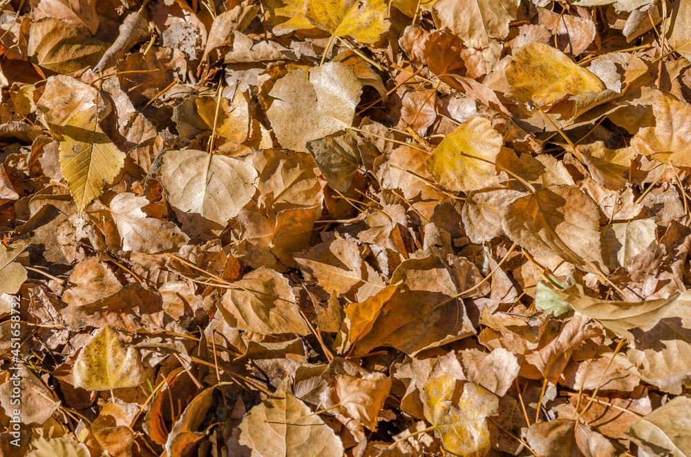 autumn leaves on the ground