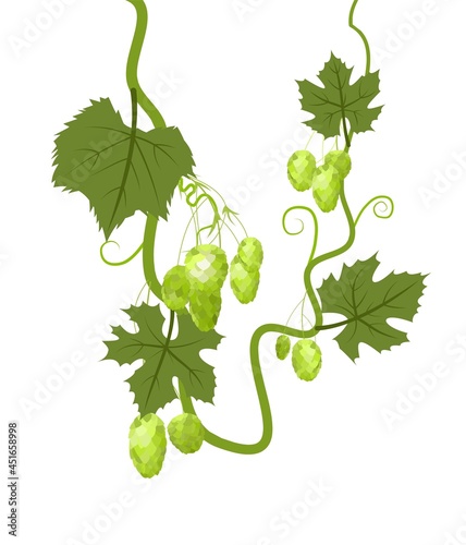 Young Hop. A branch with dense arc leaves and cones. Sagging shoots with leaves. Wild nature. Flat style illustration. Vector