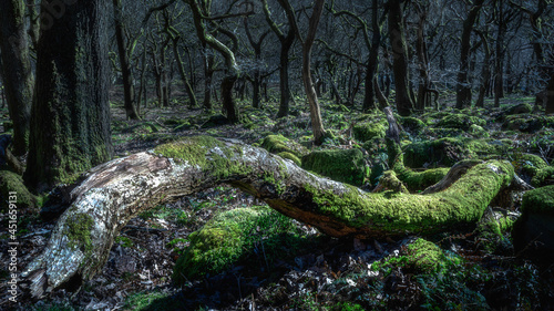 Padley gorge, Peak District, UK.