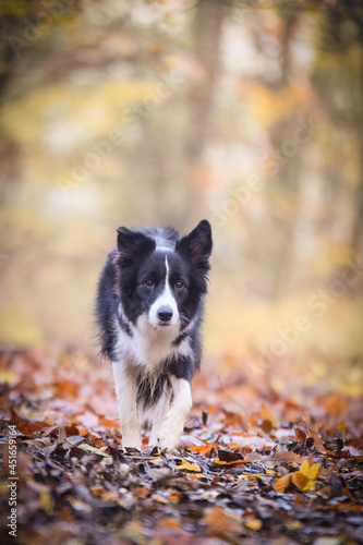 border collie is going in the forest. It is autumn portret.