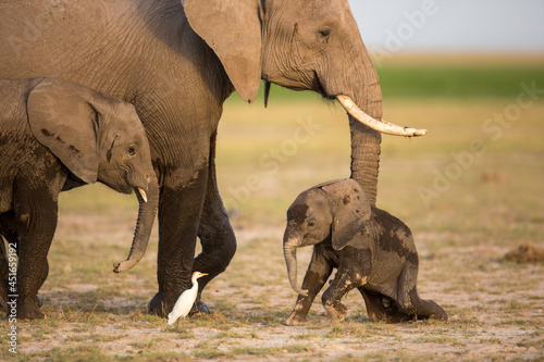 Baby Elephant with mother Amboseli National Park Kenya photo
