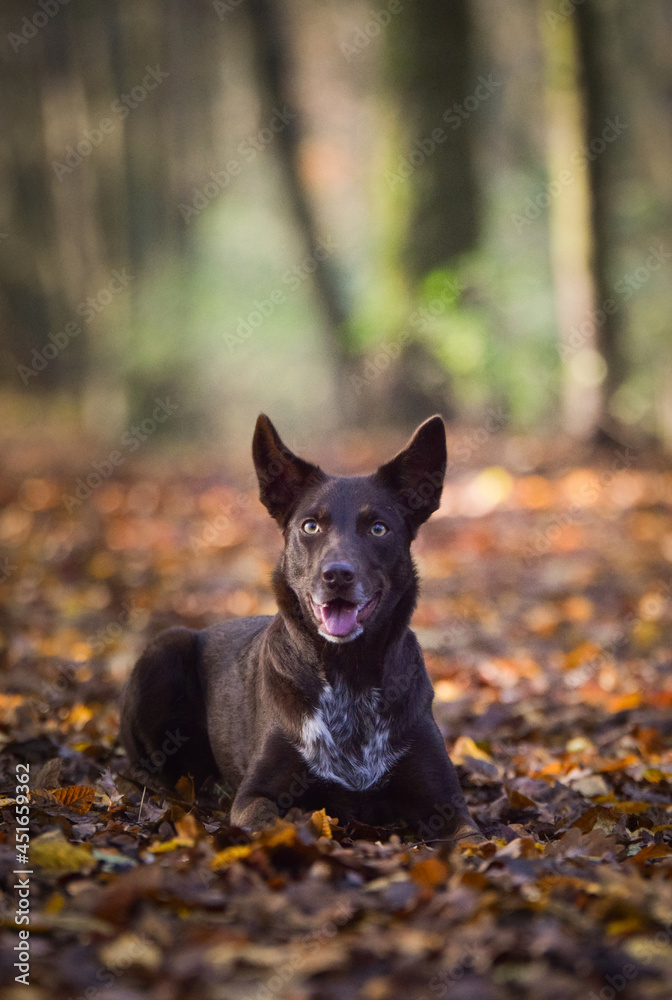 Border collie is lying on the road in forest. Autumn photoshooting in park. Border collie is lying on the road in forest. Autumn photoshooting in park.