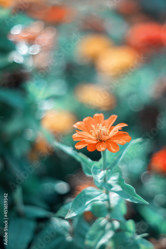 Kwiat cynii w ogrodzie