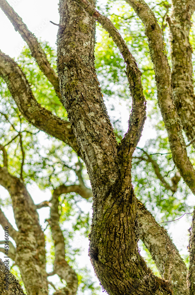 tree trunks in the forest tree trunks in the forest